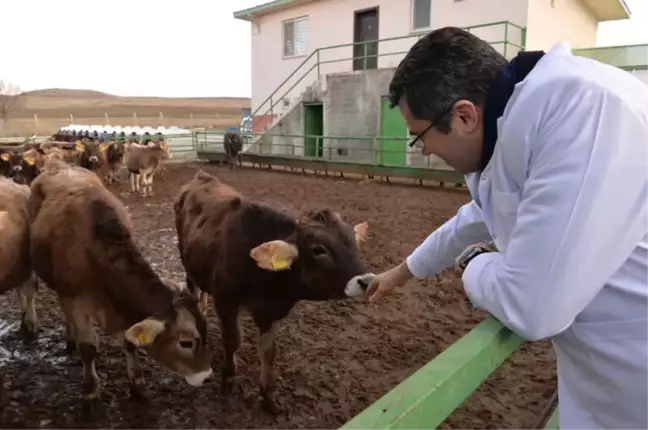Çizmeyi Giydi Ahıra Girdi