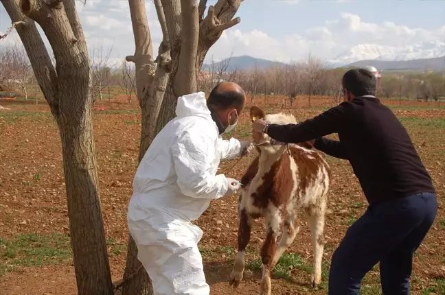 Kahramanmaraş'ta Şarbon Karantinası
