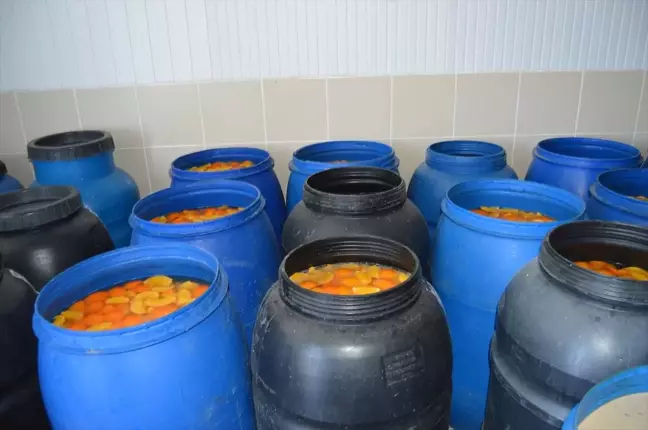 Sirkeden Probiyotikli