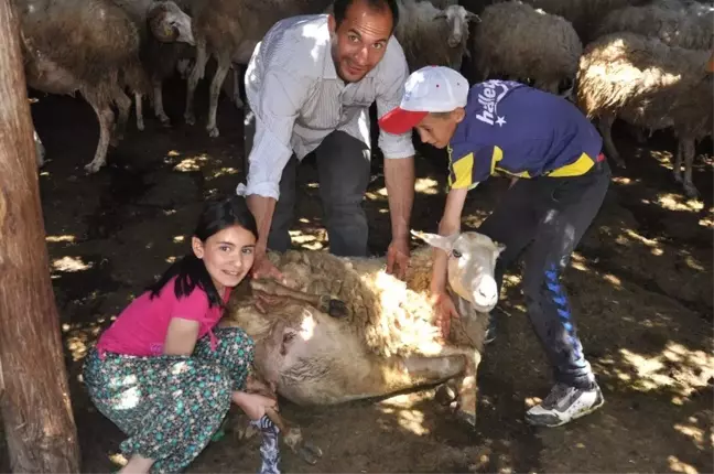 Hocalar'da koyun kırkımı şölen havasında başladı
