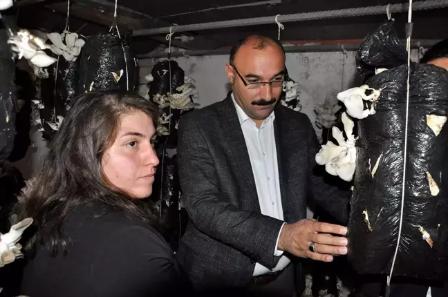 Çukurca'da mantar hasadı