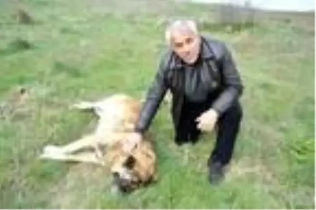 Tekirdağ'da çiftçinin köpeğini zehirlediler