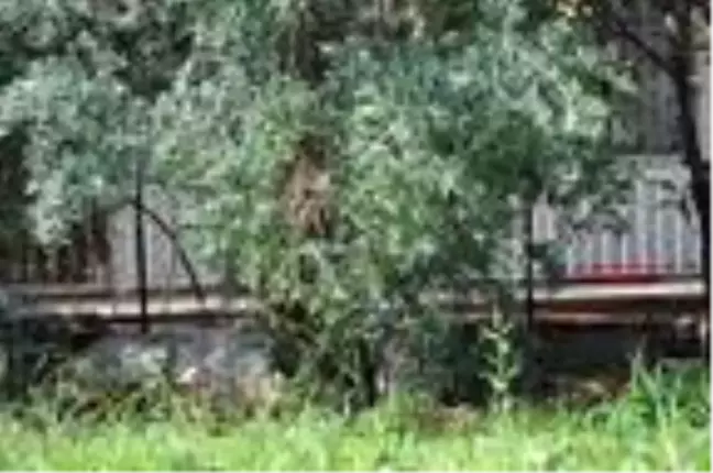Zeytin ağacındaki arı kolonisi, kovana alındı