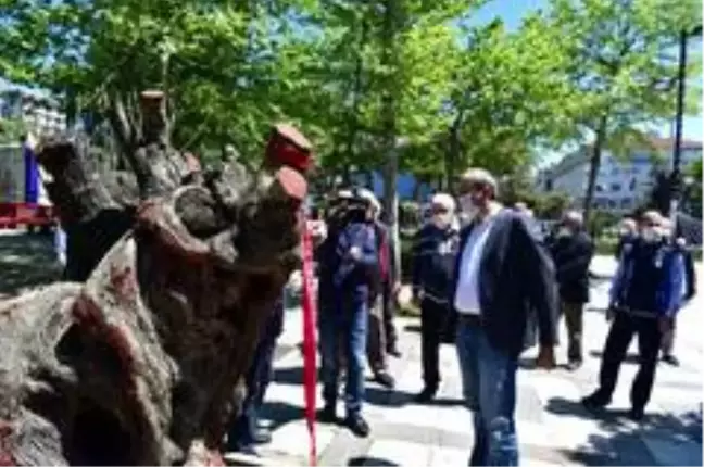 Tünel inşaatından kurtarılan asırlık zeytin ağaçları nefes oldu