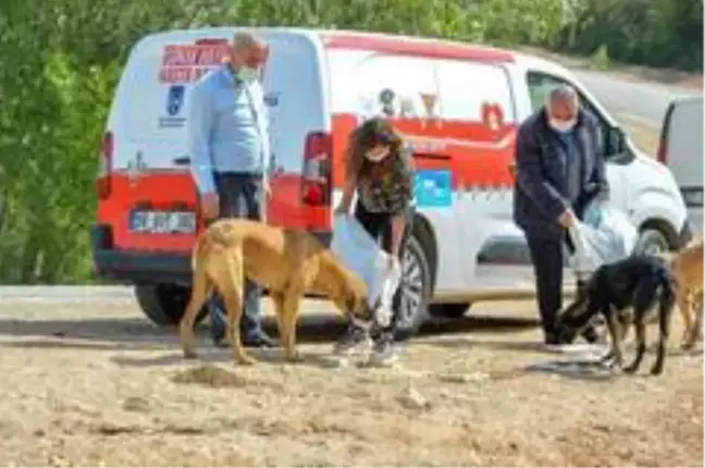 Başkent'te korona döneminde sokak hayvanlarına 461 ton mama dağıtıldı