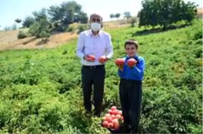 Bulanık domatesinin ünü Kahramanmaraş'ı aştı