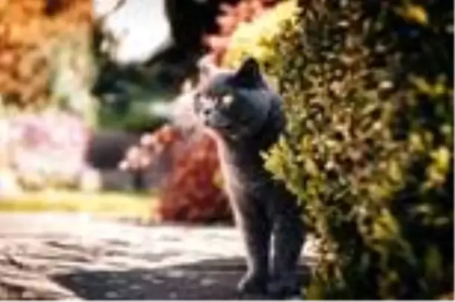 British Shorthair nedir, kedi türleri nelerdir? British Shorthair kedisinin özellikleri nelerdir? British Shorthair kedisi hakkında tüm bilgiler!