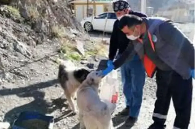 Hakkari'de sokağa çıkma kısıtlamasında can dostlar unutulmadı