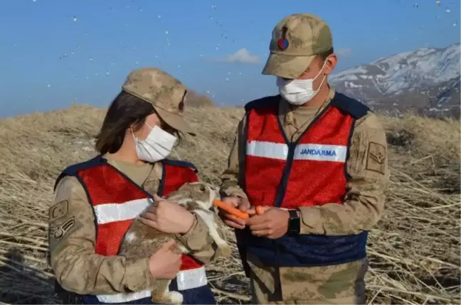 Hazar Gölü adacığındaki tavşanları jandarma besliyor