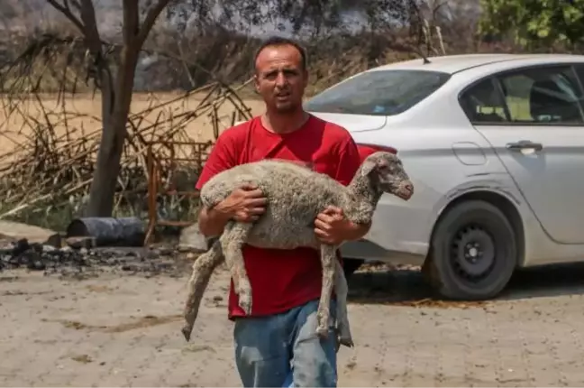 HAYVANLARINDAN GERİ 2 İNEK, 1 KOYUN VE 2 KUZU KALDI