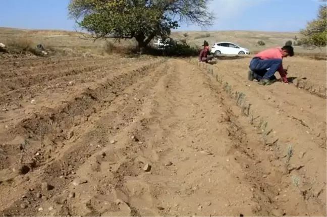 Yozgat'ta Lavanta dikimi yapıldı