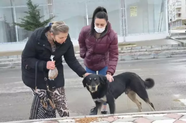 'Uçan tekme'li köpek besleme kavgası