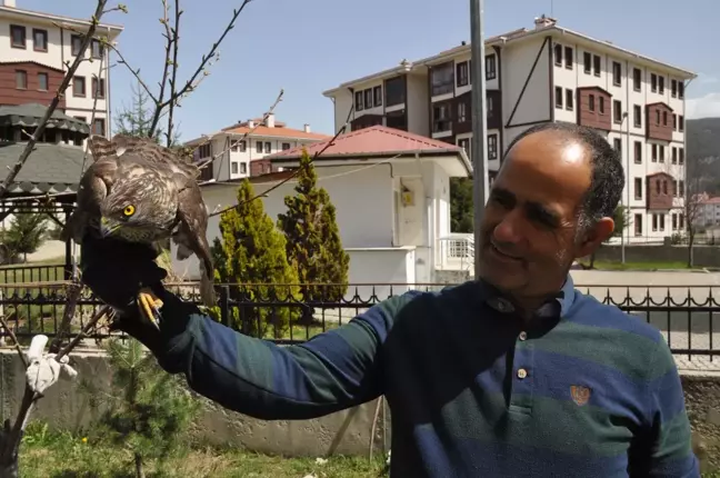 Bolu'da güvercin avlarken duvara çarpan atmaca yaralandı
