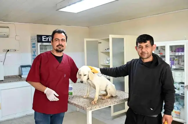 Soma'da sokak hayvanları kısırlaştırılıyor