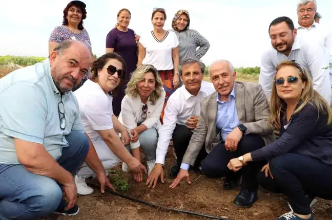 Akdeniz'de şeker otu yetiştirilecek