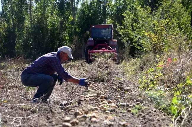 Selçuklu Belediyesi Tarım Makinesi Kiralama Desteğiyle Patates Hasadı Yaptı