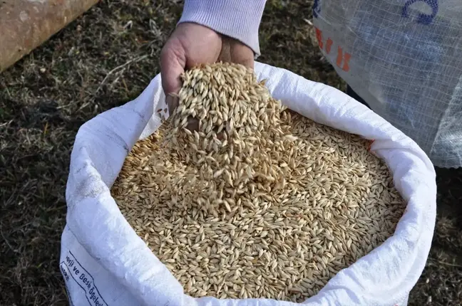 İhsangazi'de Siyez Buğdayı Ekimi Başladı