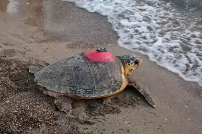 İztuzu Plajı'ndaki Deniz Kaplumbağalarının Sinyali Kesildi