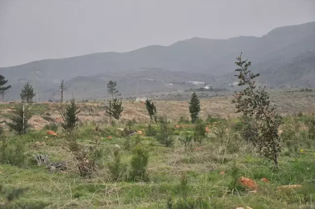Mersin'de Yangın Sonrası Orman Ağaçlandırma Çalışmaları