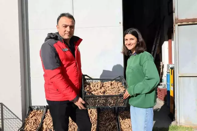 Muğla'da Zerdaçal ve Zencefil Üretimi Artıyor