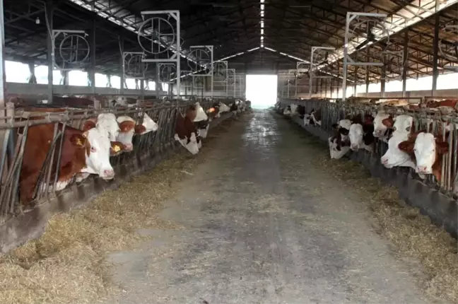 Düzce'de Buzağı Destekleme Ödemeleri Başladı