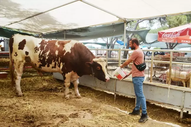 Ayvalık'ta 1 Tonluk Kurbanlık Dana Satışa Sunuldu