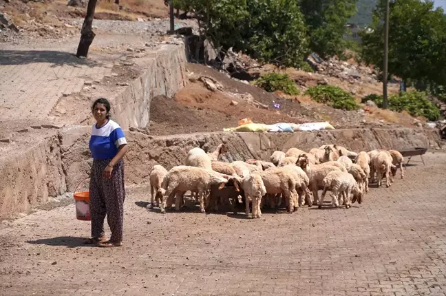 Depremde Ahırı Yıkılan Kadın Besici, Devletin Desteğiyle Üretime Devam Ediyor