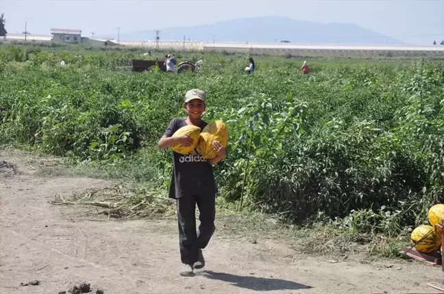 Manisa'da çiftçiler umduğu fiyatı alamayınca kavun ve karpuzları ücretsiz dağıttı