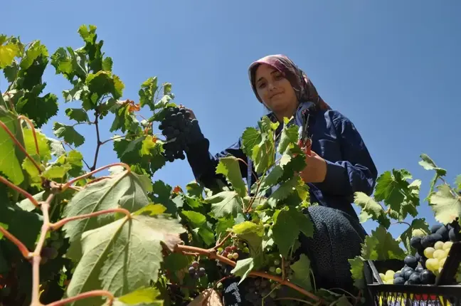 Silifke'de Üzüm Hasadı Yapıldı