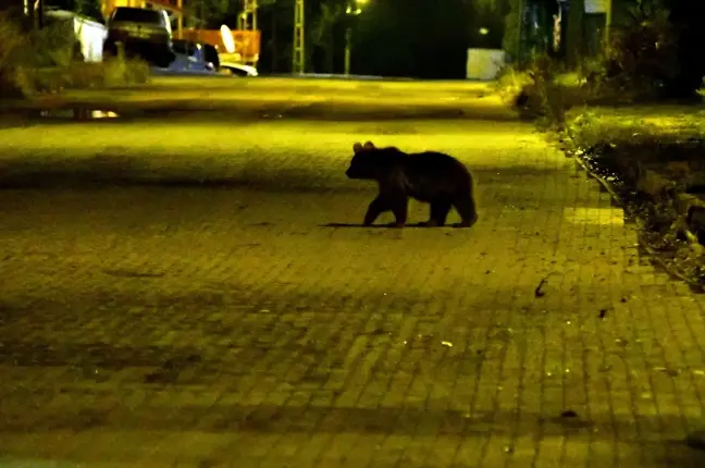 Kars'ın Sarıkamış ilçesinde bozayı ve yavruları yiyecek ararken görüntülendi