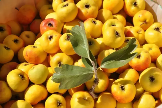 Mersin'de Alıç Hasadı Başladı