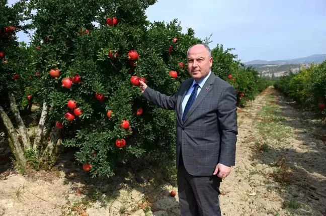 Denizli'de Nar Hasadı Başladı, Rekor Üretim Bekleniyor