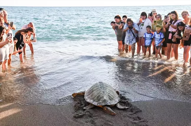 Antalya'da İki Caretta Caretta Doğaya Salındı