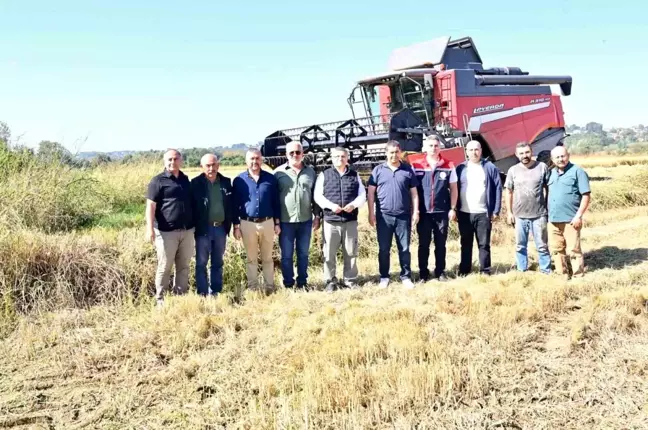 Sinop'ta Çeltik Hasadı Başladı