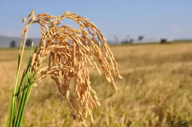 Silifke'de Çeltik Hasadı Başladı