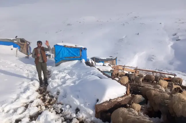 Koyulhisar'da Erken Yağan Kar Besicileri Mağdur Etti