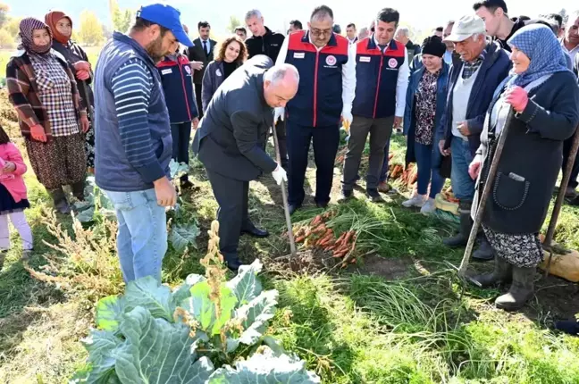 Çakır Havuç Hasadına Başlandı