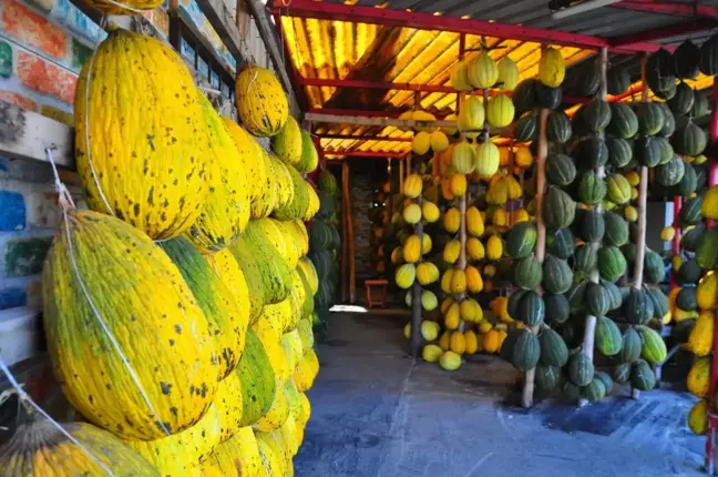 Kırkağaç Kavununda Hasat Gecikti, Kış İçin Depolandı