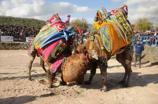 Kumluca'da Deve Güreşleri Coşkusu