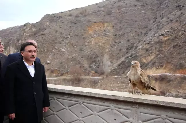 Kayseri Valisi Gökmen Çiçek, Tedavi Edilen Yırtıcı Kuşları Doğaya Saldı