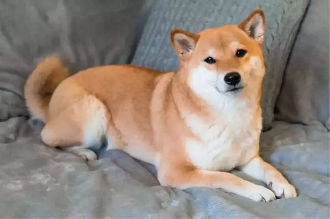 Shiba Inu'da büyük düşüş mü geliyor? İşte kritik seviyeler