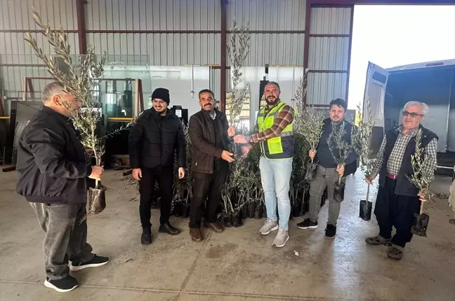 Alanya'da Üreticilere Zeytin ve Toros Fıstığı Fidanı Dağıtıldı