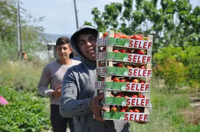 Silifke Çileği Hasadı Devam Ediyor