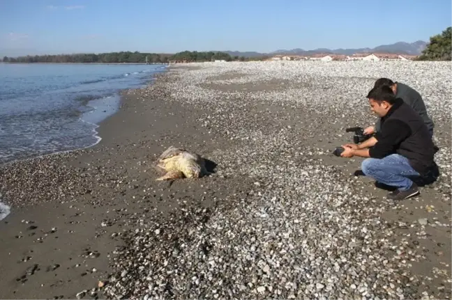Fethiye Sahiline Ölü Caretta Vurdu
