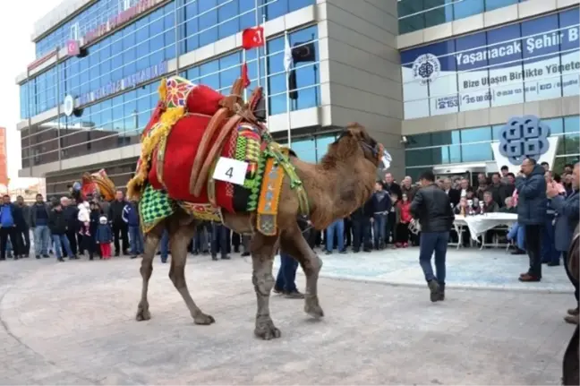 Biga'da Deve Güzeli Yarışması