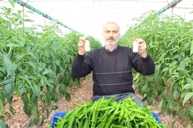 Antalyalı Biber Üreticilerinden Biberde Zirai İlaç Kullanımı Haberine Tepki