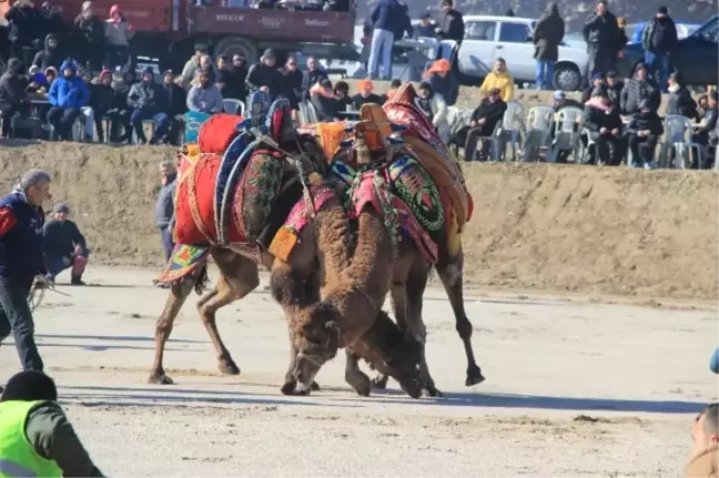 Muğla'da Deve Güreşi Festivali