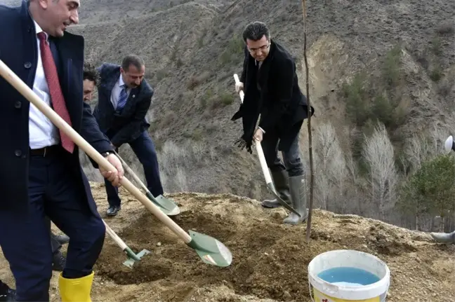 Gümüşhane'de Ceviz Seferberliği Devam Ediyor