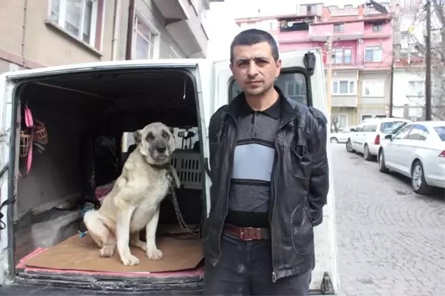 Yaralı ve Hasta Köpek Tedavi İçin Eskişehir'e Gönderildi