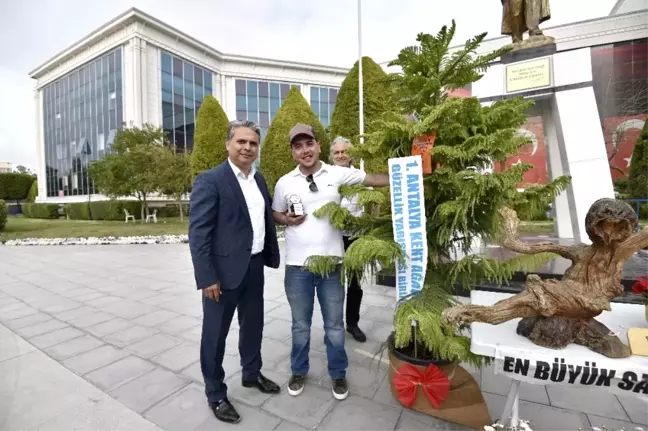 En Güzel Kent Ağacı Salon Çamı Oldu